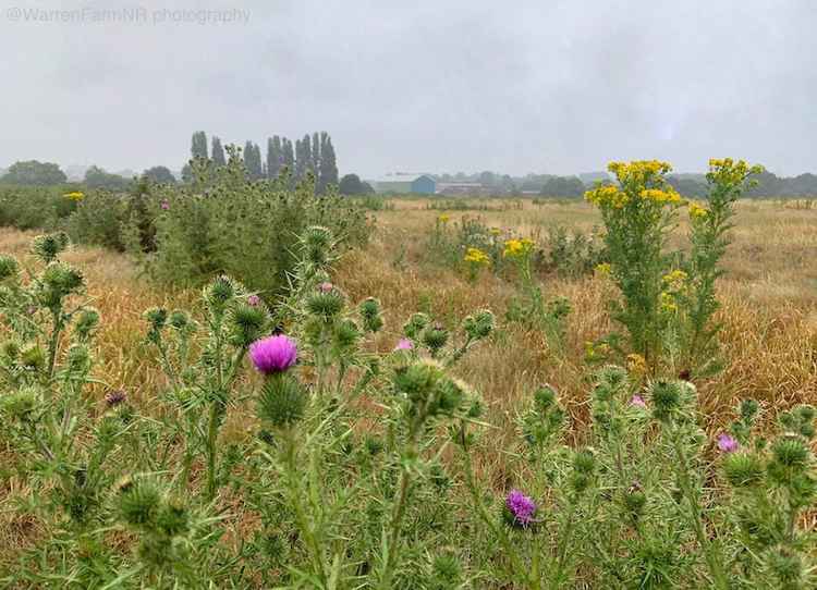 Since Ealing Council stopped using Warren Farm as a sports facility, the meadows have rewilded and now form a unique urban grassland. Image Credit: Warren Farm Nature Reserve