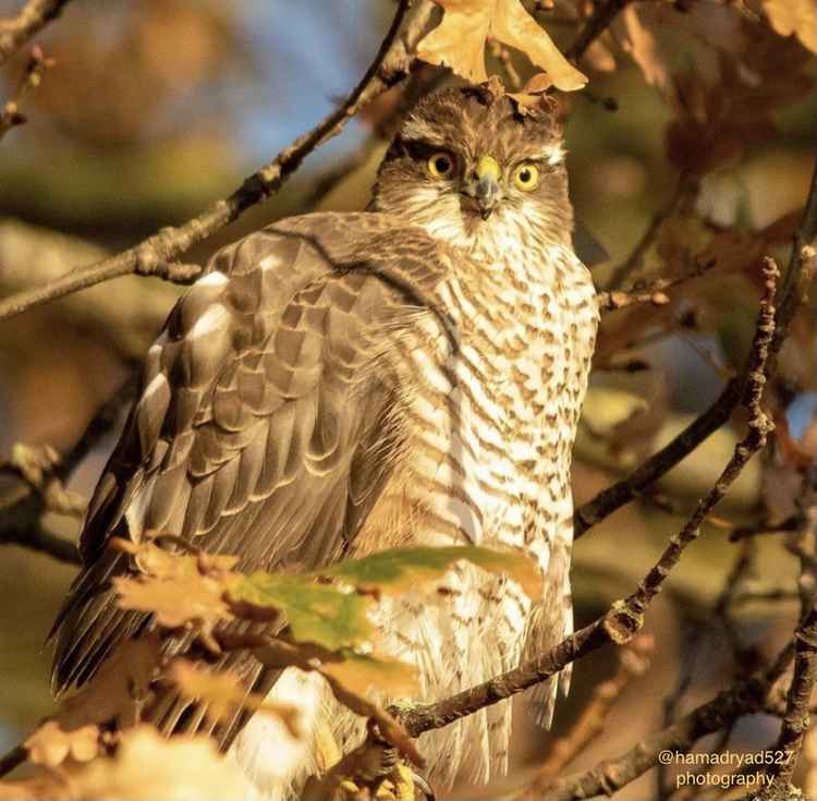 This would help preserve it for future generations and ensure the protection of its rare and endangered species. Image Credit: Warren Farm Nature Reserve