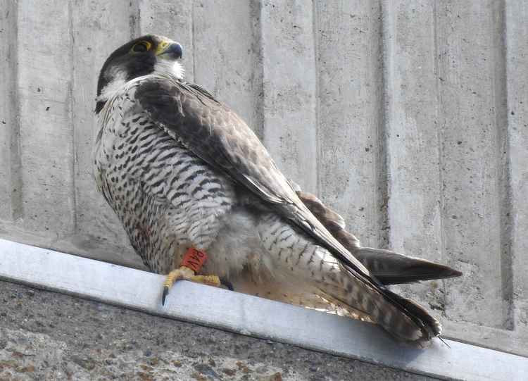 Dusty - the female peregrine. Image Credit: Steve Morey