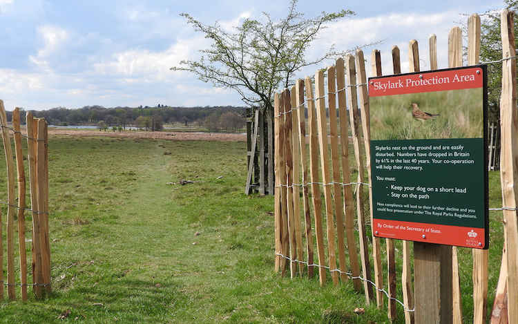 During the nesting season from March to September, visitors are now required to keep dogs on short leads and stay on the paths when walking through sections of both Richmond and Bushy Parks. Image Credit: The Royal Parks Twitter