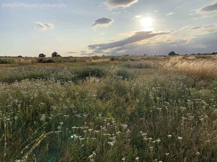 Over 7,000 people have signed the petition. Image Credit: Warren Farm Nature Reserve