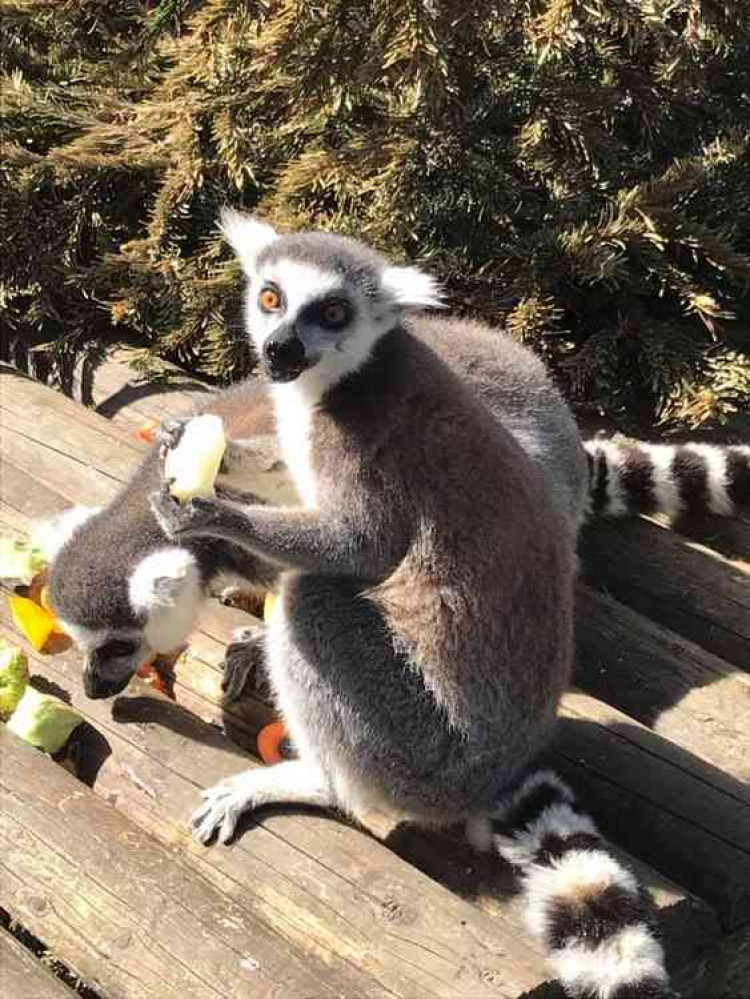 An appeal has gone out to help feed the animals at the Axe Valley Wildlife Park