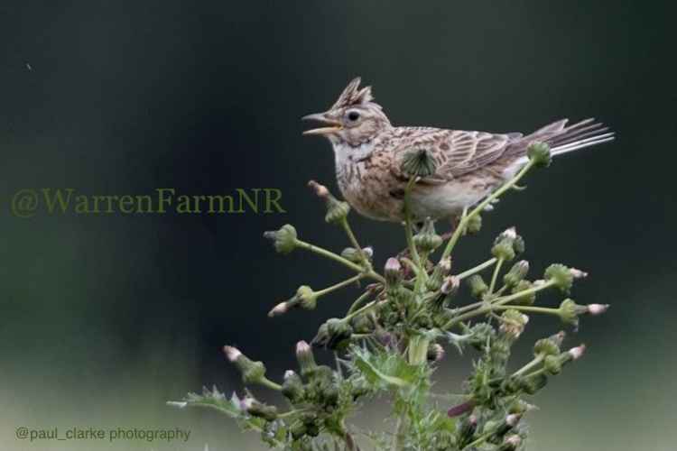 Skylark numbers in Britain have dropped by 61% in the last 40 years. Image Credit: Warren Farm Nature Reserve Twitter