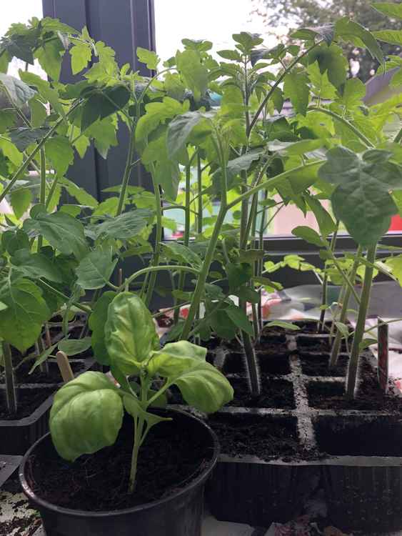 Adi sells a range of seedlings varying from tomato plants, mint, basil, green beans, squash, strawberries and he recently planted some chilli seeds with his grandad