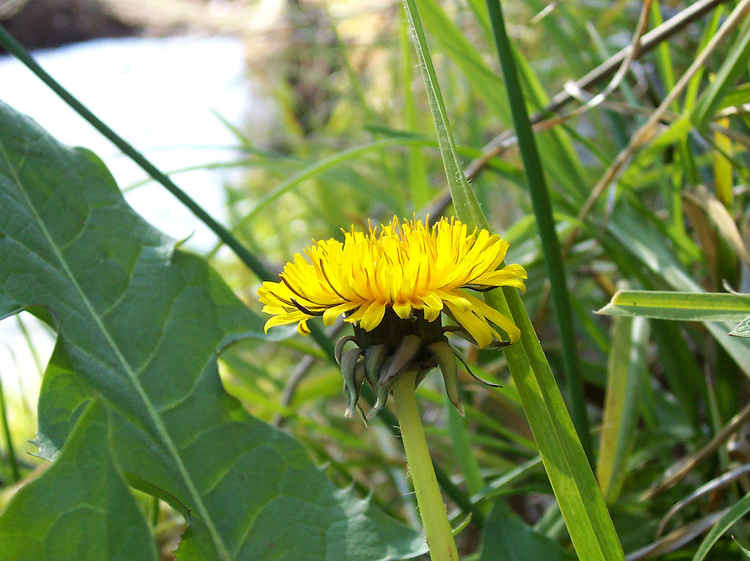 'No Mow May' will then be followed by 'Let It Bloom June'