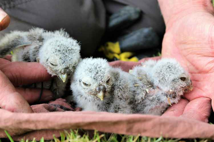 The chicks were born as a result of a successful owl conservation project. Image Credit: Sean McCormack