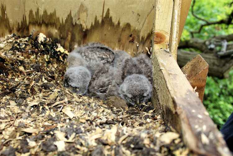 Owls improve the habitat for lots of other species too as they're at the top of the food chain. Image Credit: Sean McCormack