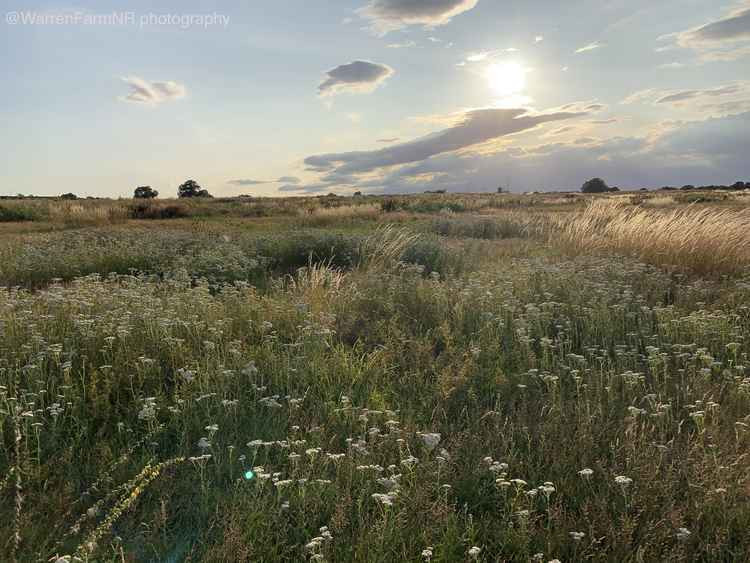 The meadows have rewilded during the 10 years of legal wrangling between QPR and Ealing Council. Image Credit: Warren Farm Nature Reserve