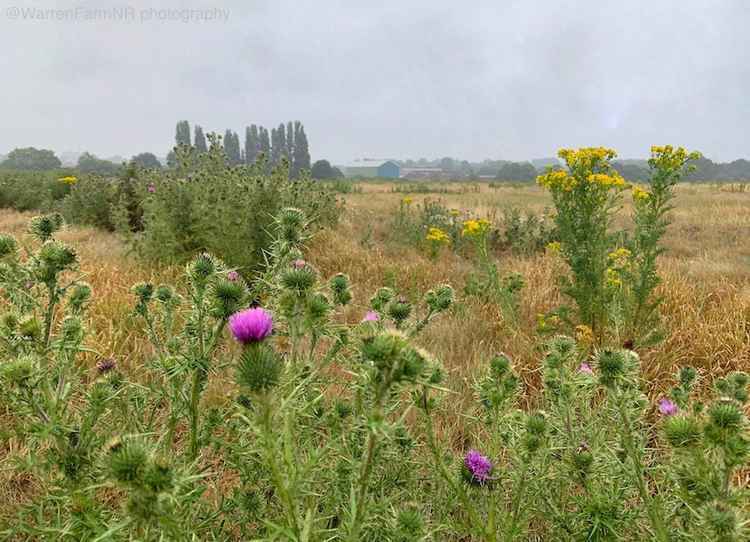 The campaign is asking for support from Ealing Council and the Mayor of London Sadiq Khan to impose a statutory Local Nature Reserve designation on the site. Image Credit: Warren Farm Nature Reserve
