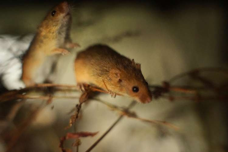 Harvest Mice are Britain's and Europe's smallest rodents. Image Credit: James Morton