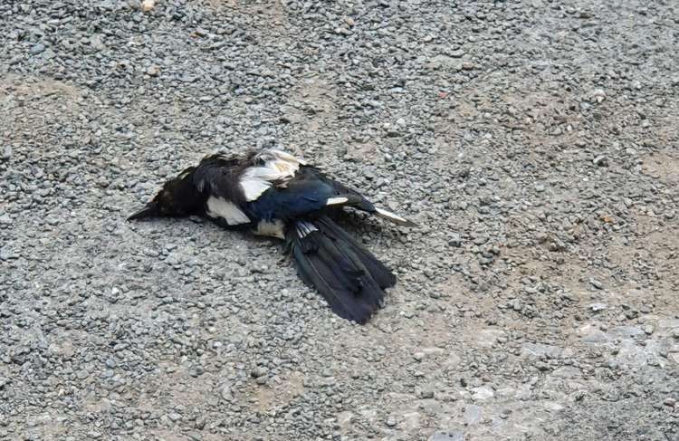 Deceased magpie on Wilkinson Way