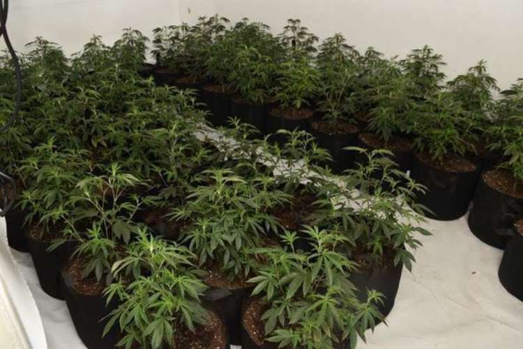 The plant production was discovered at an address in Woodhouse Avenue, Perivale(Image: Ealing Police)