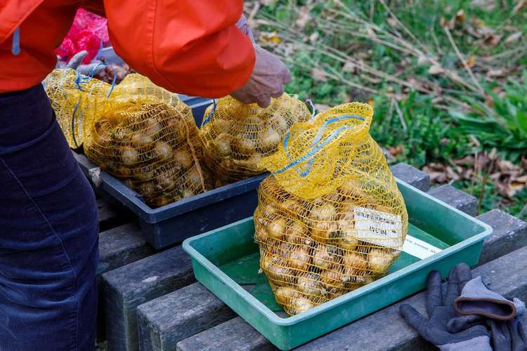 The vouchers went towards buying 1,000 bulbs. (Image: Amanda Rutkowski)