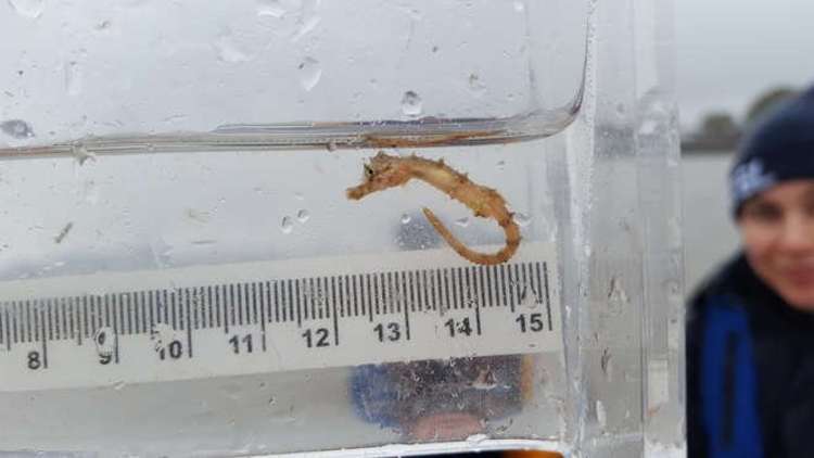 A short-snouted seahorse is one of the creatures that inhabits the river (Image: ZSL)
