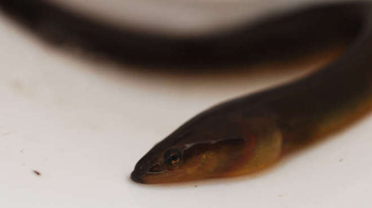Eels also live in the Thames according to the new study (Image: ZSL)