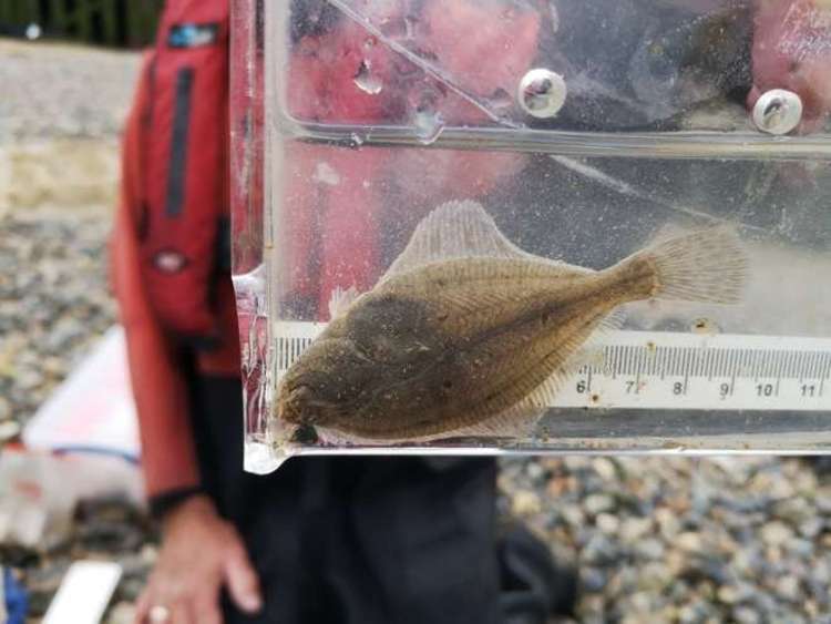 Many interesting creatures can be found in the river which is tidal until Teddington Lock (Image: ZSL)