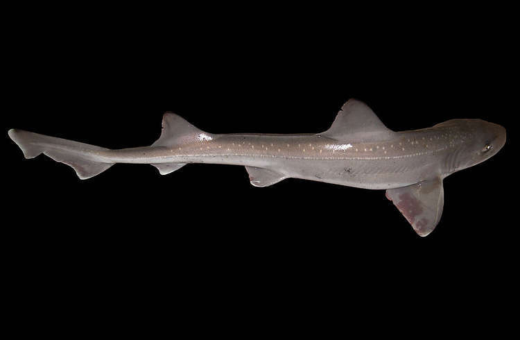 A starry smooth hound shark, one of the 3 species that have been found in the tidal Thames (Image: Hans Hillewaert, CC BY-SA 4.0)