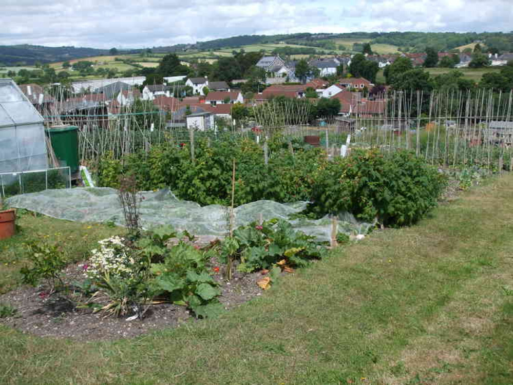 The allotments at Woodbury Park in Axminster