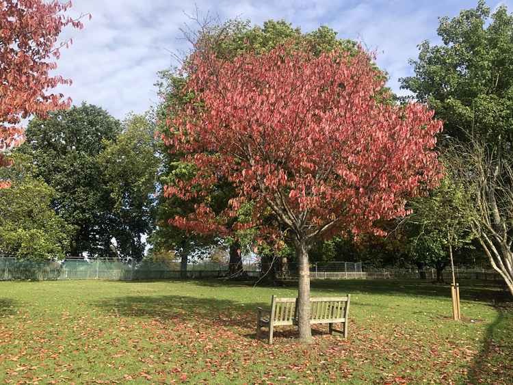 Marble Hill Park is undergoing a huge upgrade