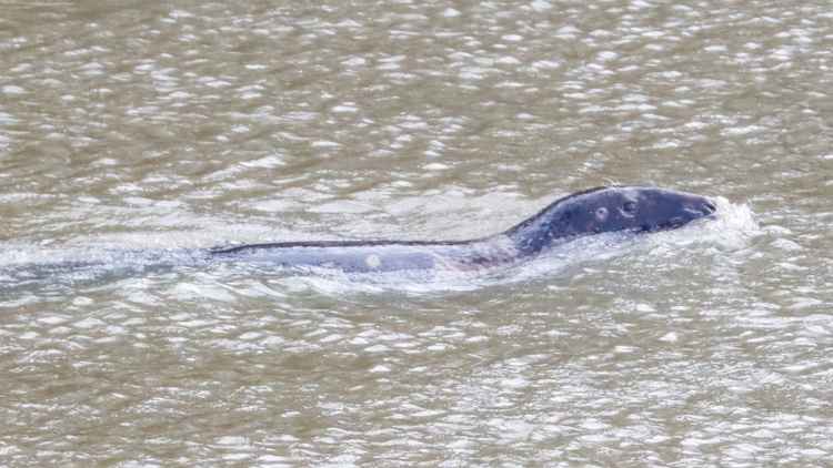 A seal swims upstream from Twickenham. Photo by @KaptainKwack