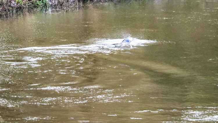 Have you ever seen a seal in the Thames? @KaptainKwack photo