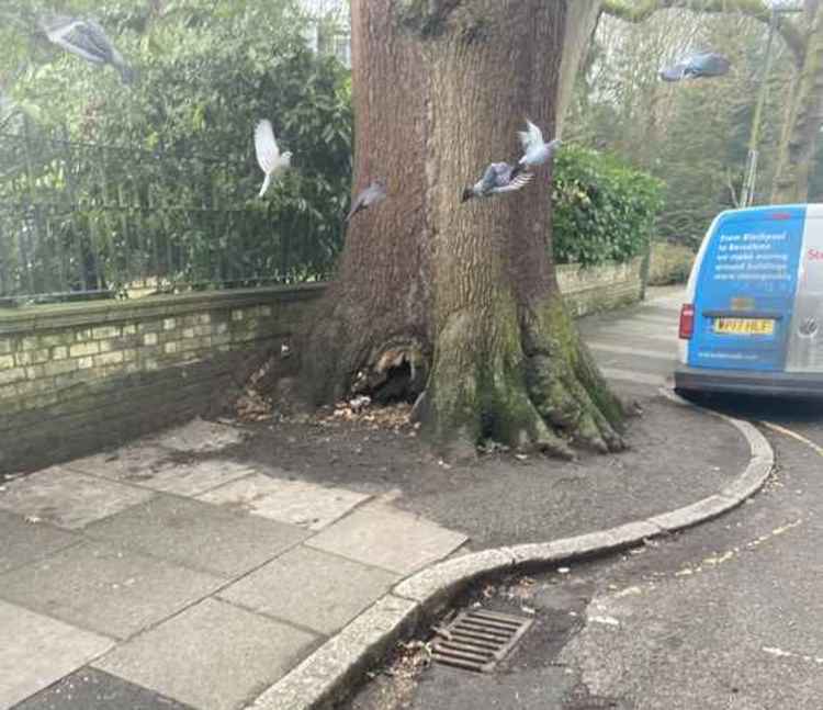 Fears that tree used to feed badgers will attract vermin