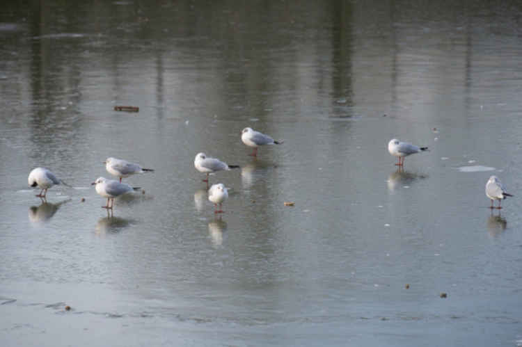 It's very rare for parts of the Thames to freeze over