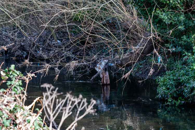 Bags and other waste clings to trees on the bank - credit Simon Ridley