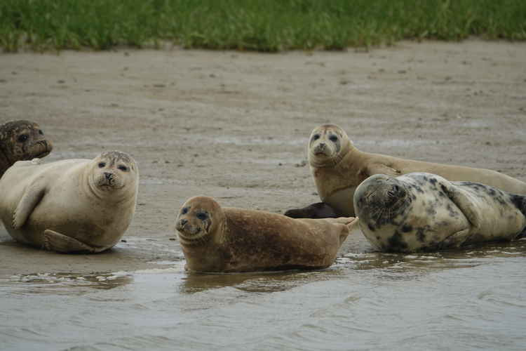 There are around 900 harbour seals and 3,200 grey seals in the Greater Thames Estuary. All photos from ZSL