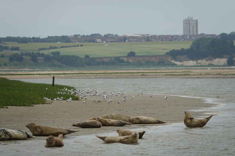 Seals lounging around on the banks of the river