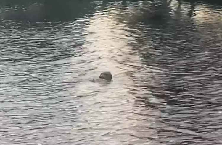 A seal in the Thames in Twickenham