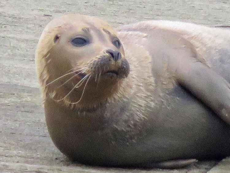 Freddie Mercury the seal (picture: Richmond Police)