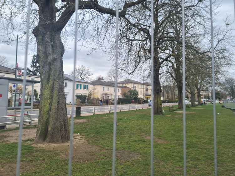 Fencing surrounds the trees