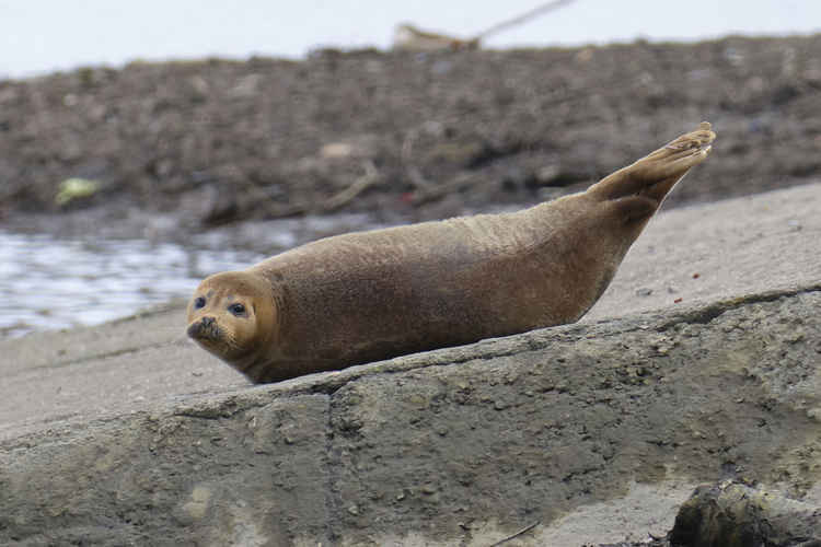 The popular habour seal (picture: Duncan Phillips)