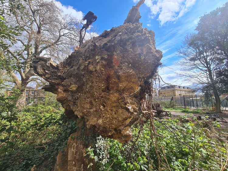 The tree's large trunk