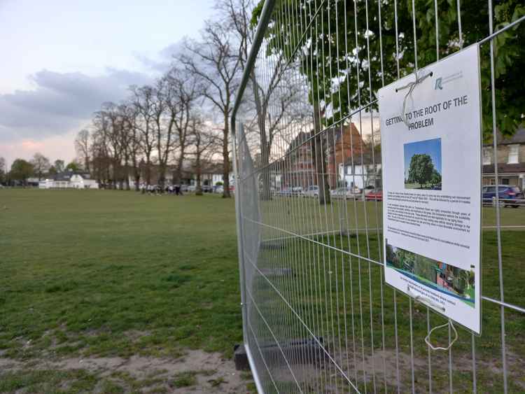 Mature horse chestnut trees on Twickenham Green