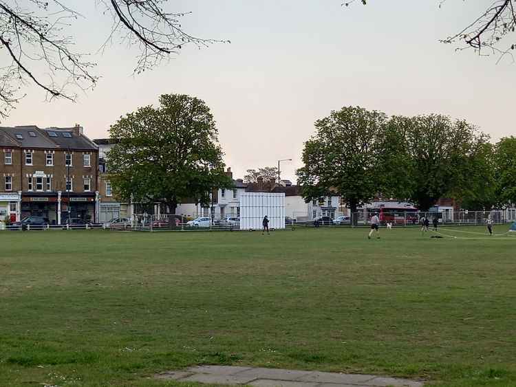 Mature horse chestnut trees on Twickenham Green