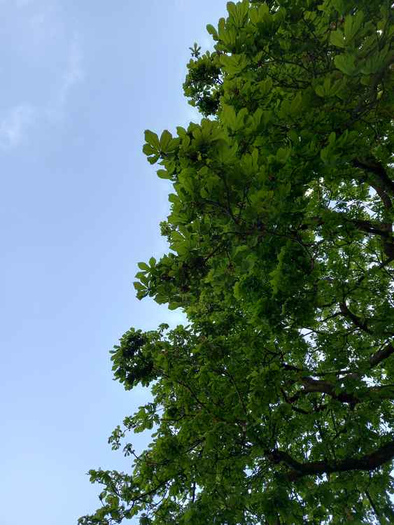 Mature horse chestnut trees on Twickenham Green
