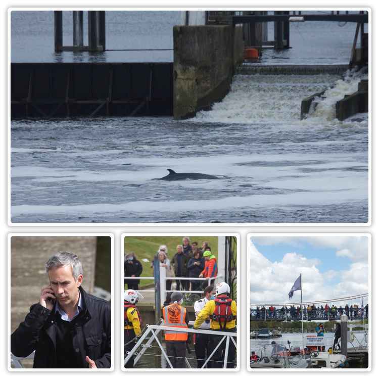 The minke whale at Teddington Lock (Image: Sarah Cox)