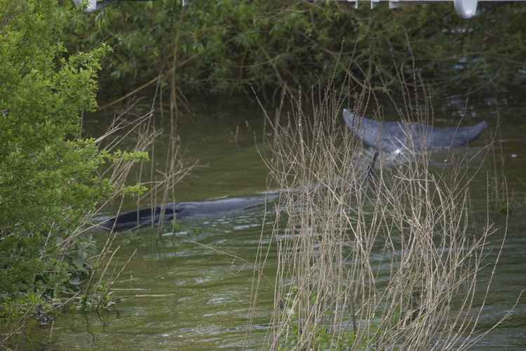 The mink whale at the Flying Cloud Café (Image: Sarah Cox)