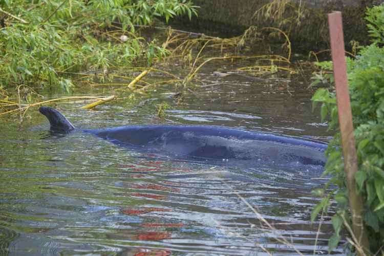 The minke whale's back and dorsal fin (Image: Sarah Cox)