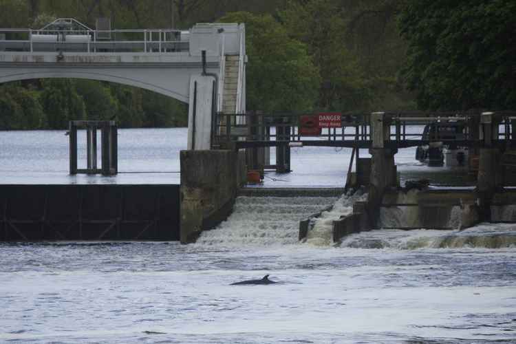 The minke whale at Teddington Lock (Image: Emma Durnford)