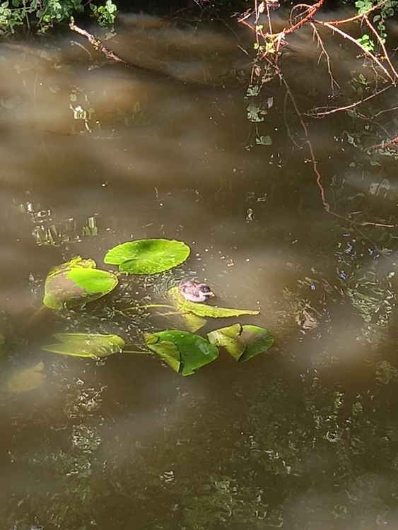 All wildlife can still pass freely under the bridge!