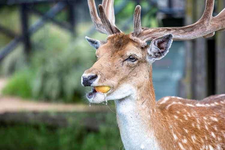 A deer munches on an apple brought in by a member of the public - but this fruit is not good for them (Credit Cathy Cooper)