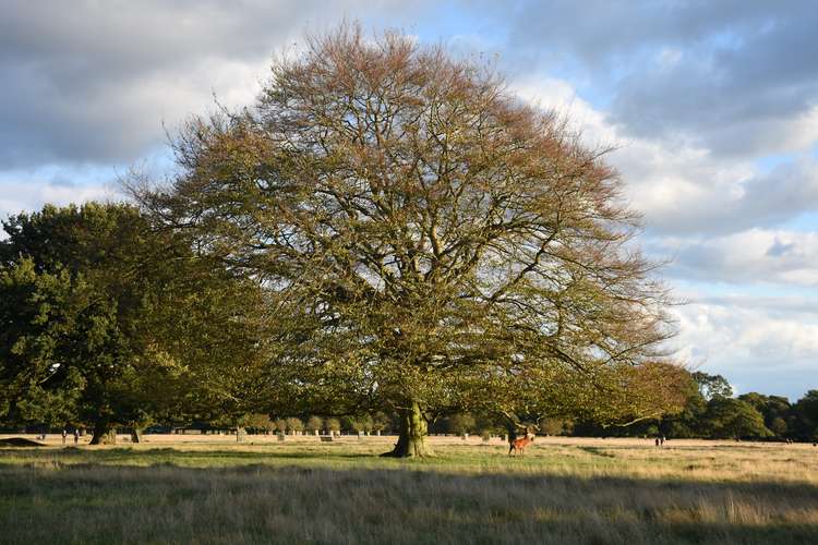 Bushy Park: Greenacre says people are much more interested in living in rural settings now with access to green spaces (Image: Jessica Broadbent, Nub News)