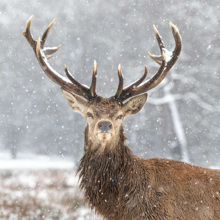 A stag caught in the snow. © Paula Redmond.