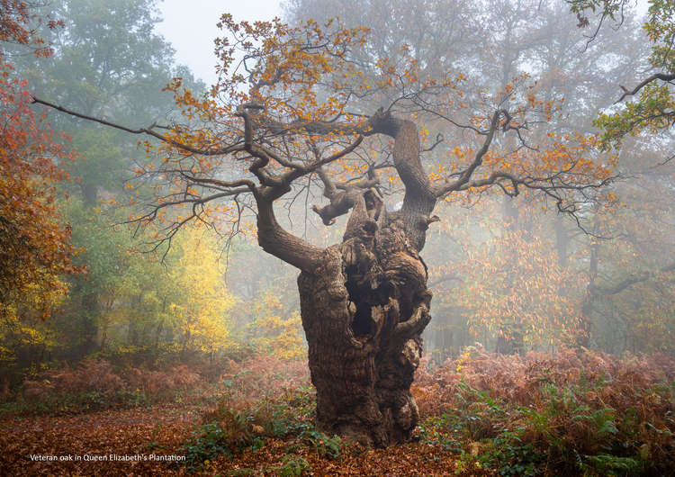The November photo of the Calendar celebrates the flora of the park. © Cath Gothard.