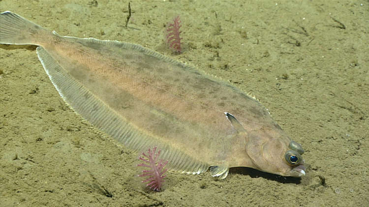 As the tide starts to flood from the very lowest point, postage-stamp sized flounder. Credit: NOAA Ocean Exploration & Research.