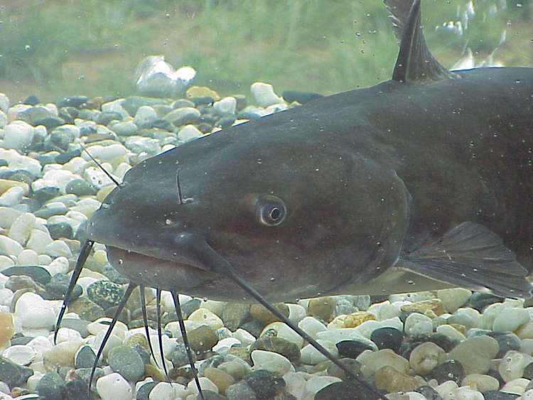 Could Catfish be lurking beneath the depths?