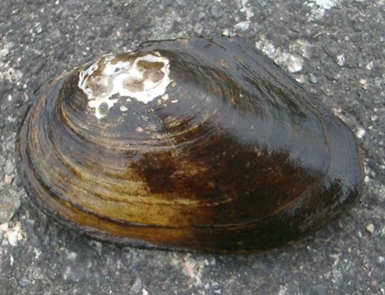 As for freshwater species, It's possible to find both duck and painters mussels. Credit: Joel Berglund.